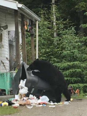 A black bears claws its way into a non-bear resistant trash can, Tuesday June 12th. (Photo by Carter Barrett/KTOO)