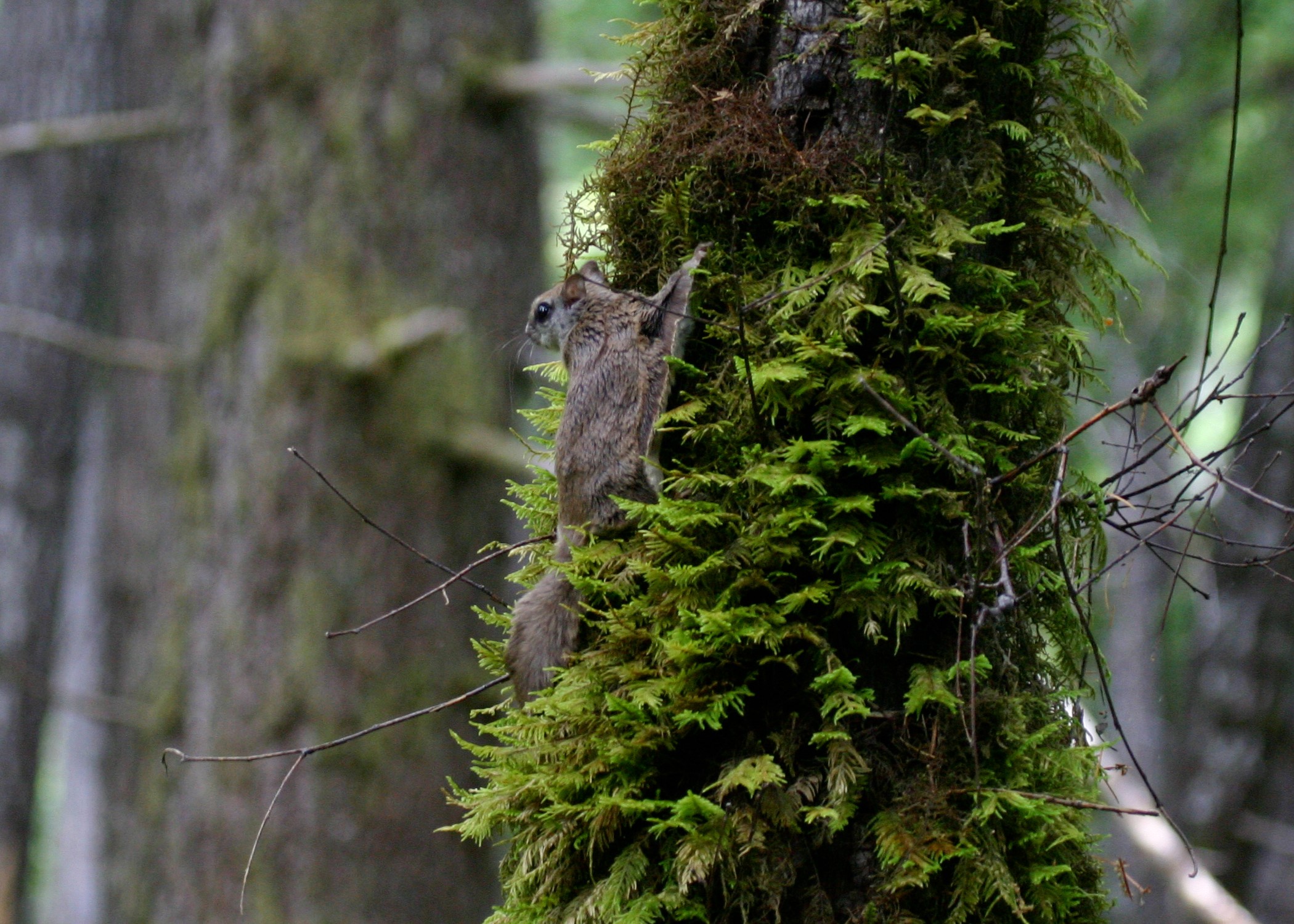 Juneau researcher helps discover new species of flying squirrel