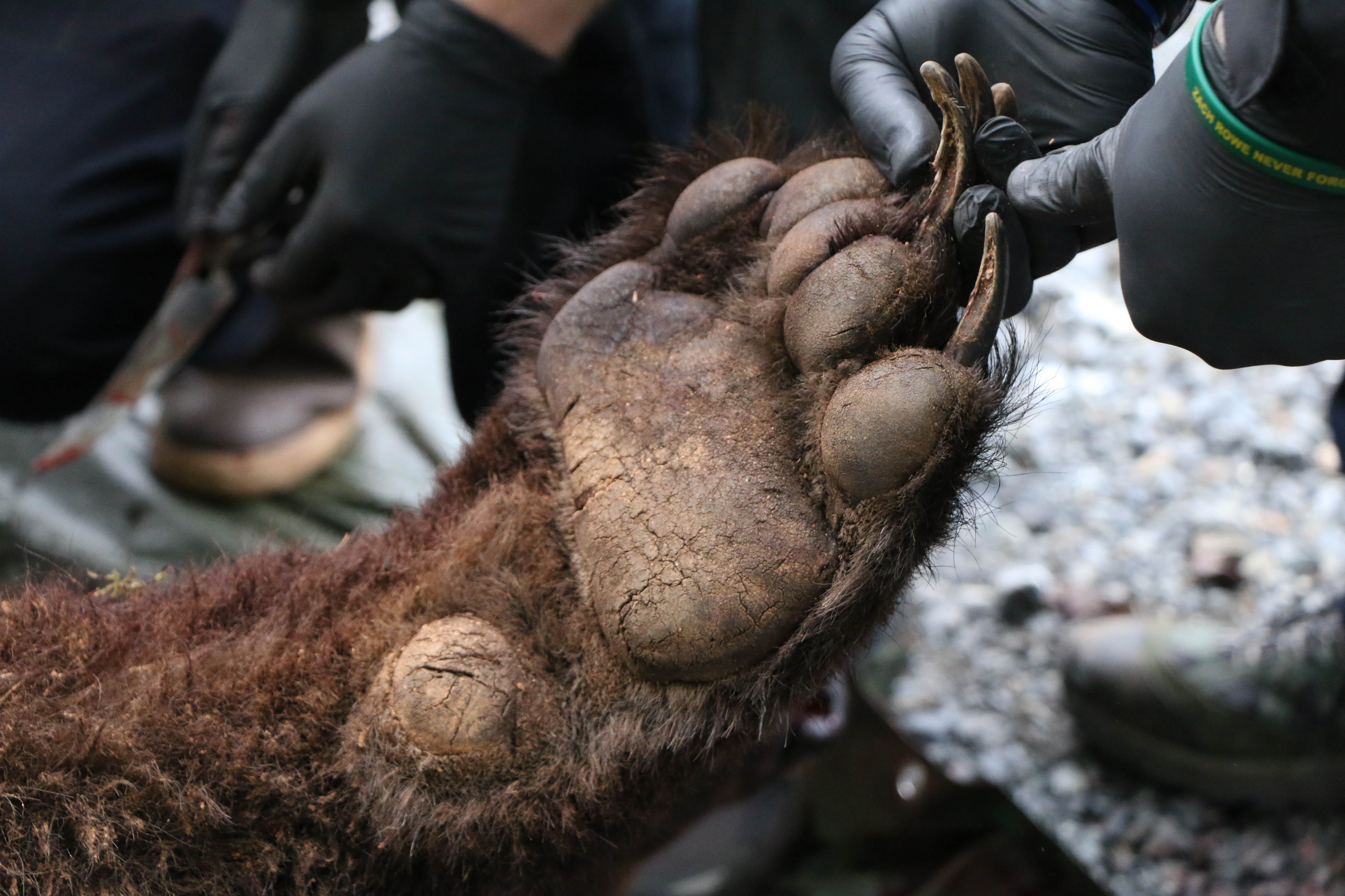 Sitkan shoots bear dead after dog scuffle