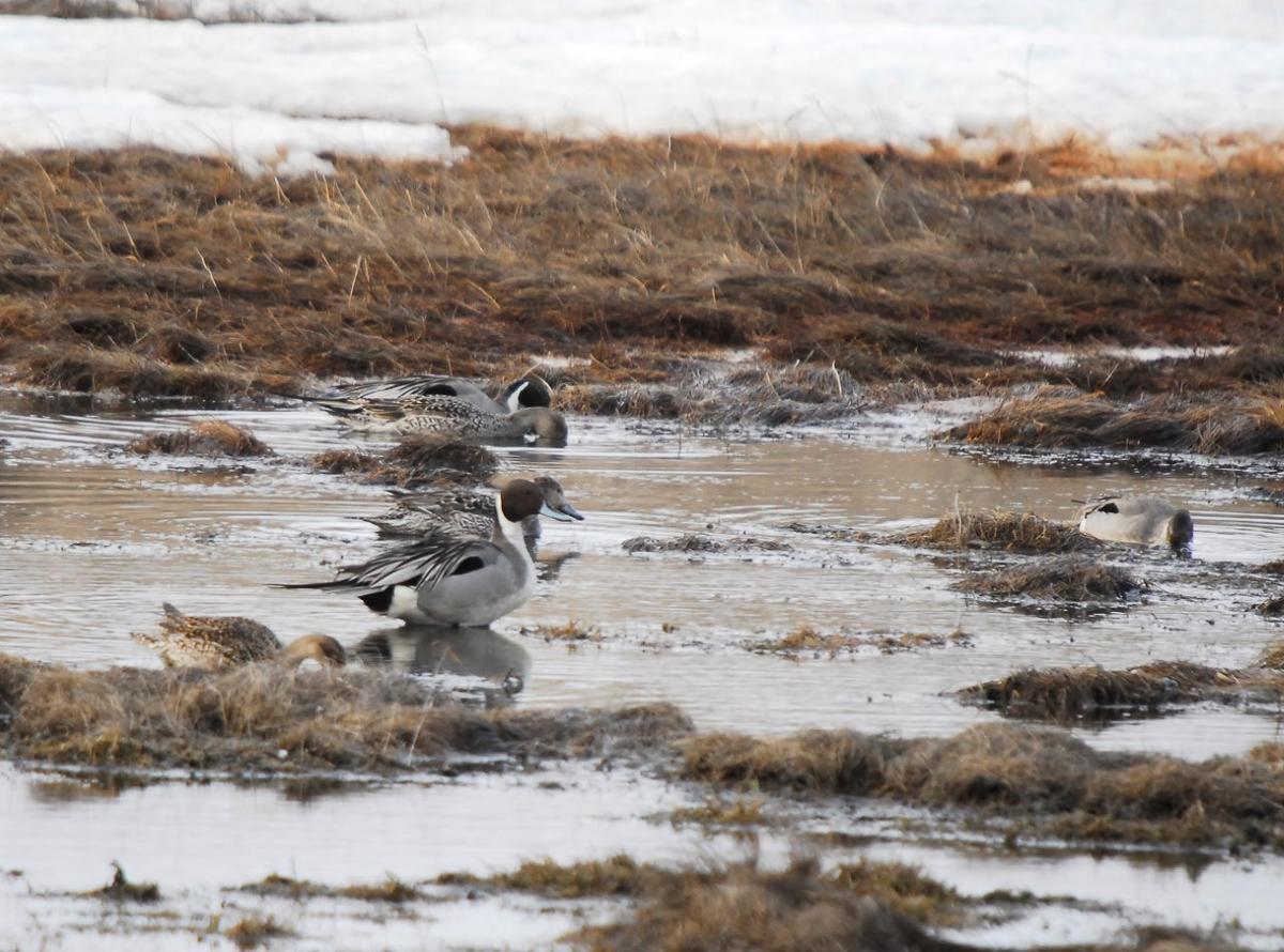 Survey investigates Alaskan’s attitudes towards wildlife