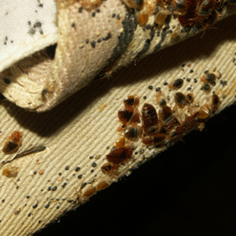 Bed bugs getting the heat treatment at downtown building