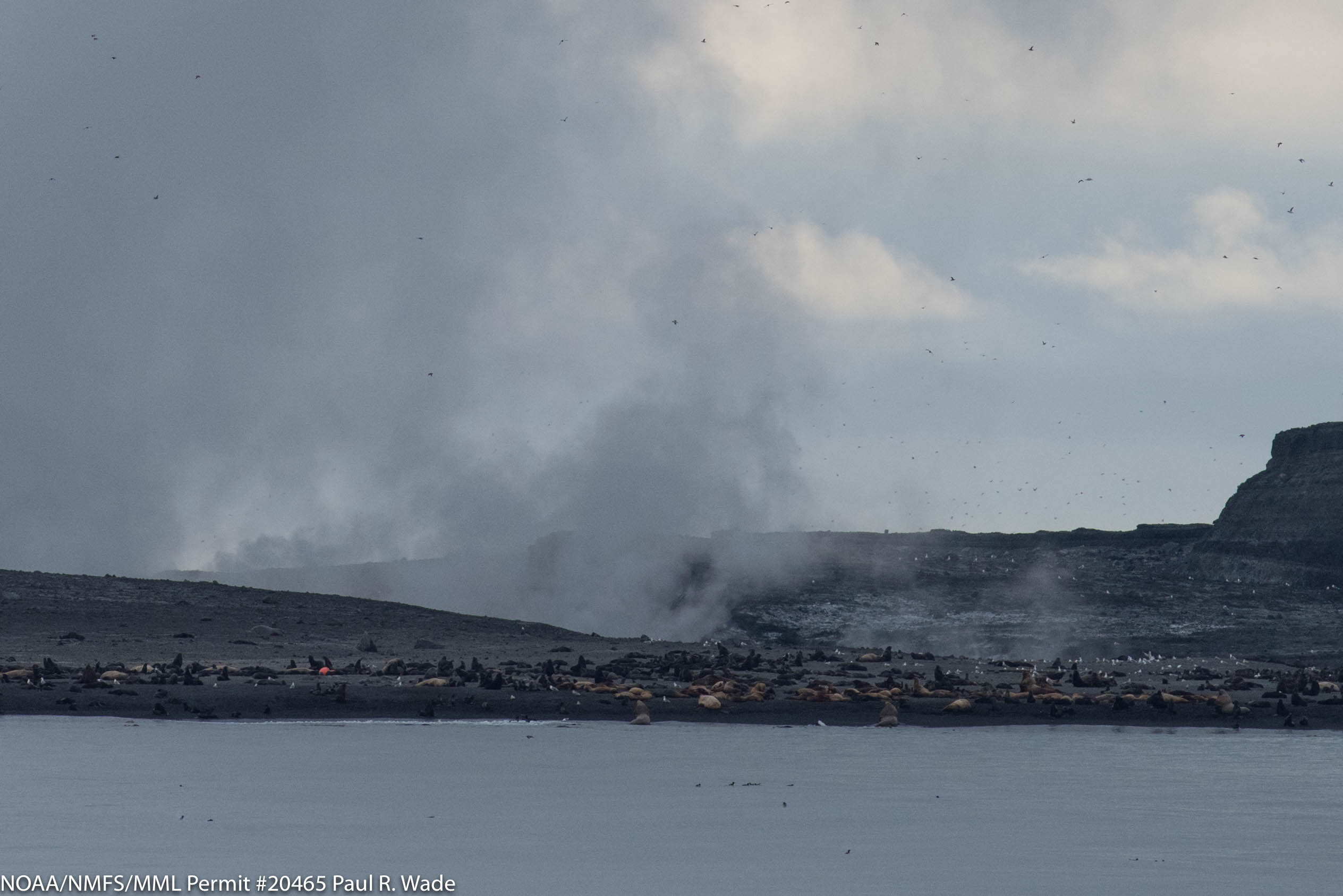 Eruptions can’t stop sealife from calling Bogoslof home