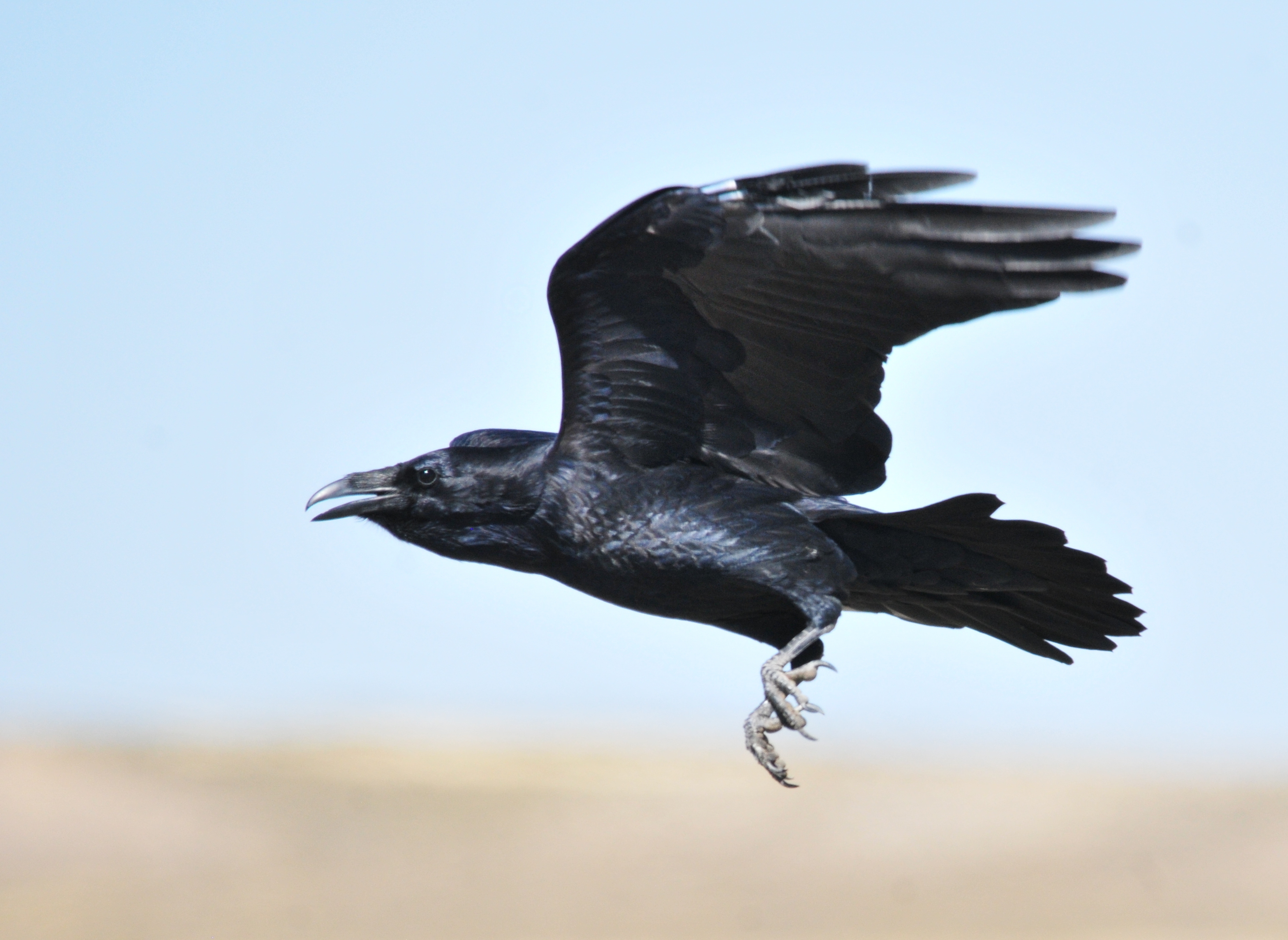 Ravens surprise scientists by showing they can plan