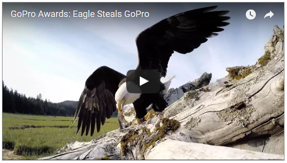 GoPro-stealing eagle is action-camera company’s video of the day