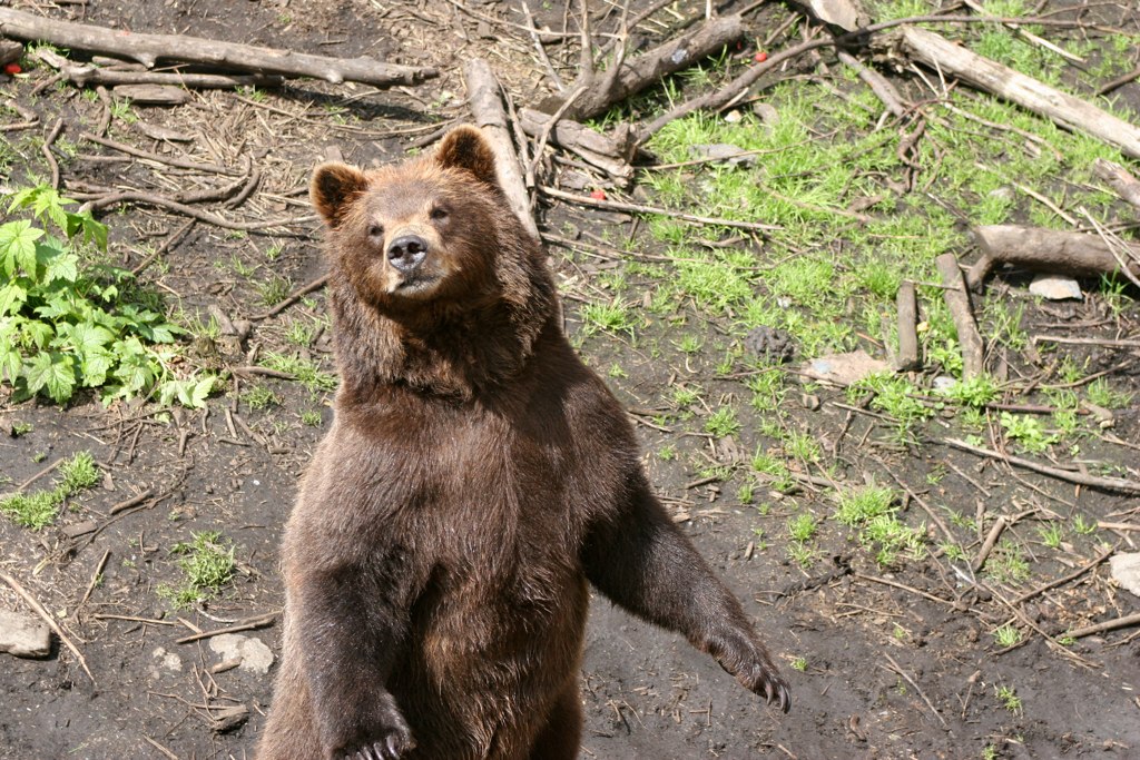 Troopers shoot bear after it kills and eats dog in Sitka neighborhood