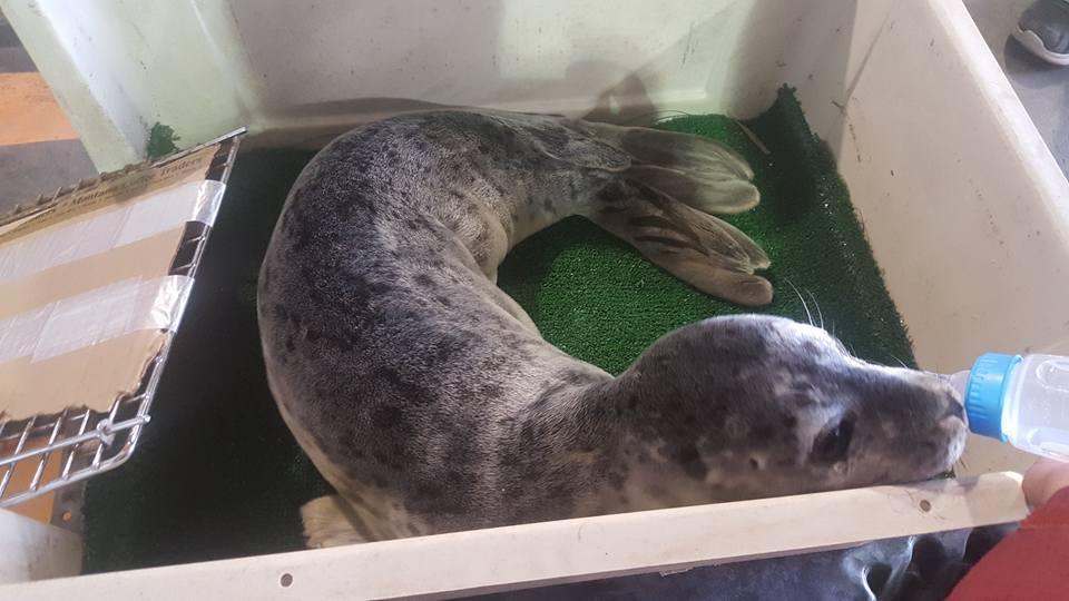 Seal pup found near Egegik progressing well