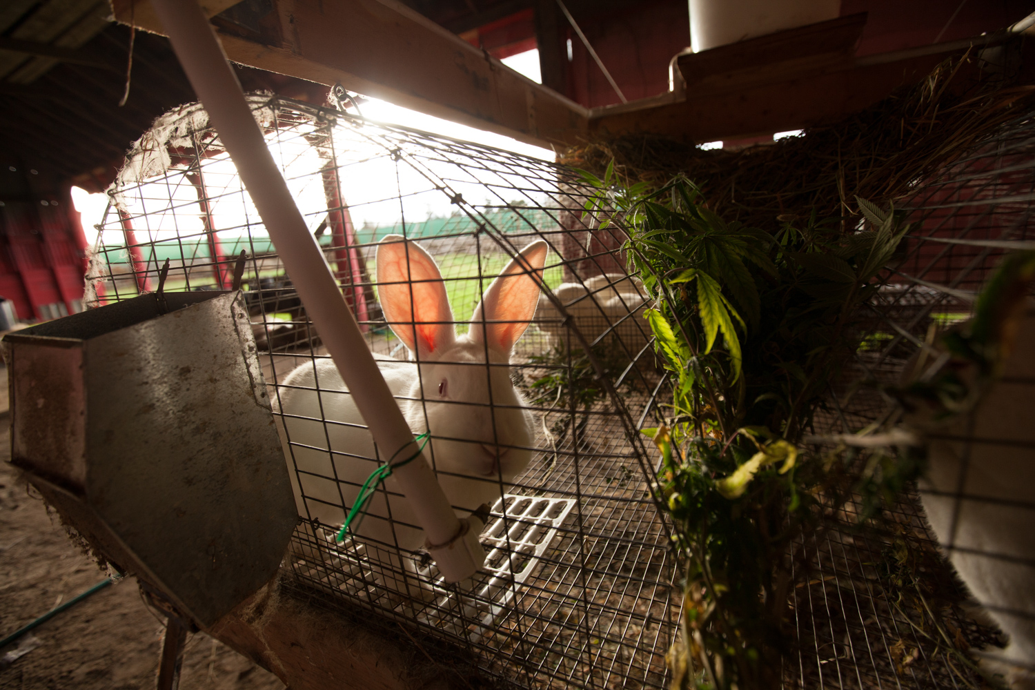 Grow Guide a Manure Connoisseur Marijuana