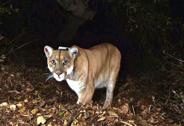 El P-22. Foto: LATimes.