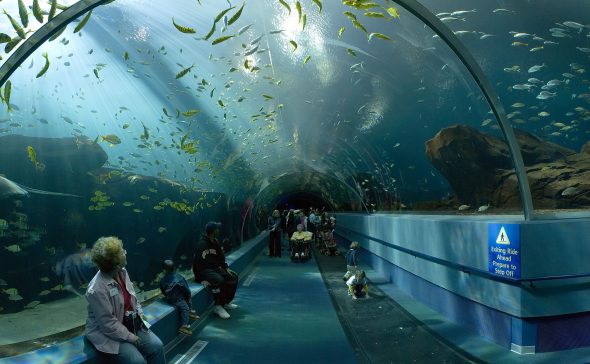 Se espera que el proyecto permita ver el fondo del mar como en el túnel de tiburones del Acuario de Georgia. Foto: Wikimedia Commons.
