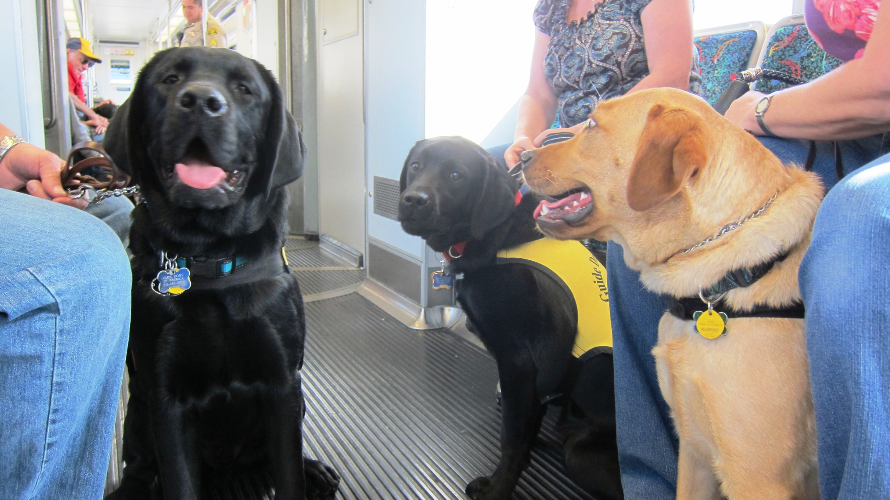 Guide dog puppies on a train! The Source