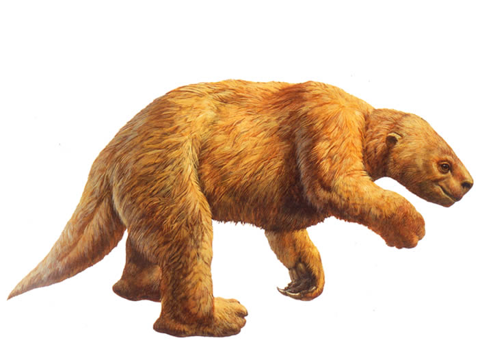The Harlan's Ground Sloth was one of the so-called megafauna that lived in L.A. during the Pleistocene. Scientists are still piecing together the smaller members of the ecosystem that thrived here more than 11,000 years ago. Drawing: Page Museum.