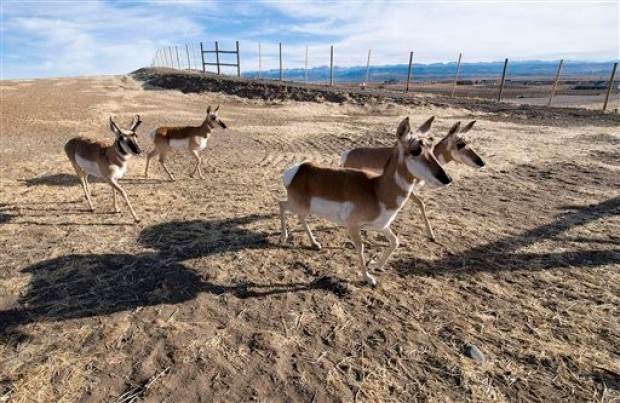 Pronghorn cross a road in Sweetwater County, Wyoming. Photo by carfull...Cowboy Stater via Flickr creative commons.