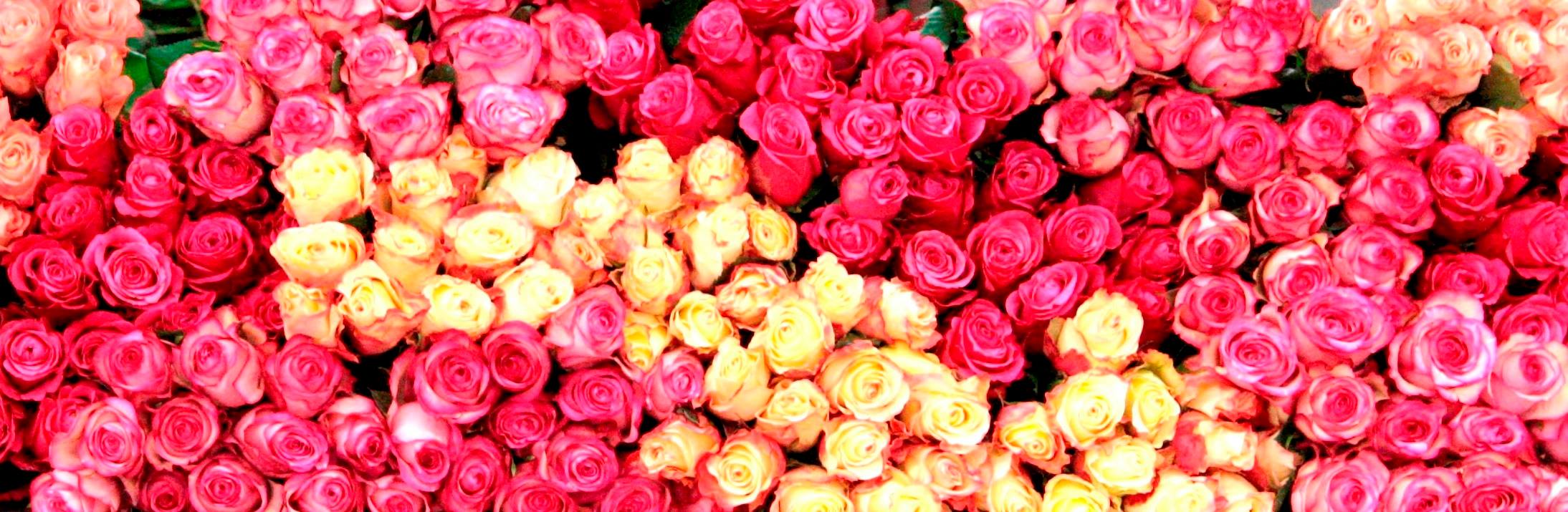 Roses! Photo from LA Original Flower Market Facebook