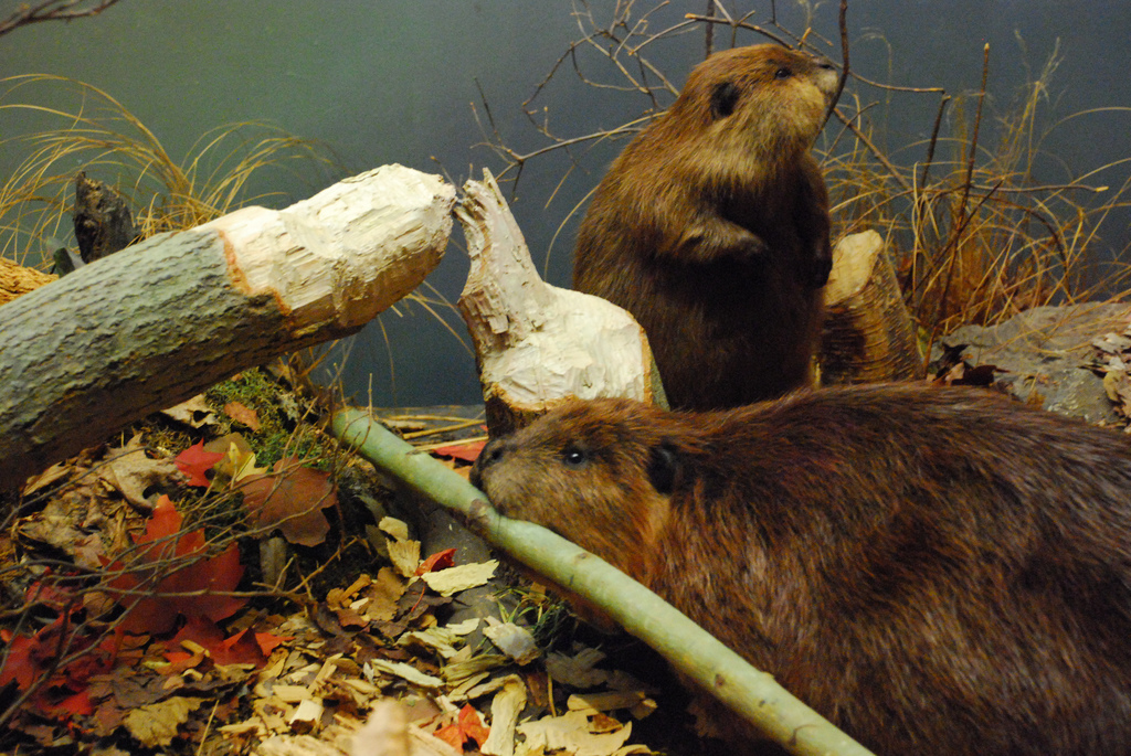 USC fans hope the Beavers don't chop down what's left of their college football playoff hopes after the devastating Stanford loss. Photo by Mark Round, via Flickr creative commons.