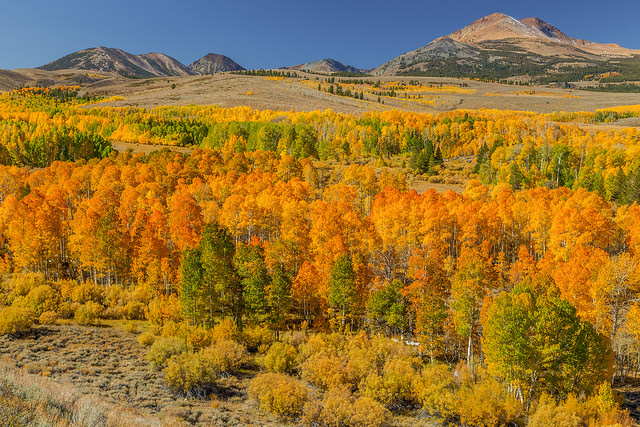 Art of Transit, sort of: Fall colors earlier this month along U.S. 395 near Conway Summit. Photo by Fred Moore, via Flickr creative commons.