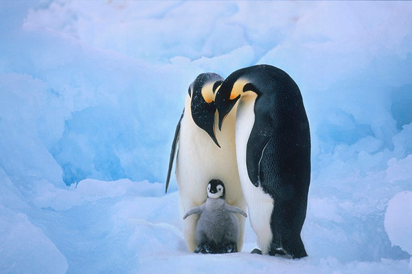 As my colleague Anna Chen likes to say, if you want to get people's attention about climate change, show them a photo of cute penguins. Click above to read a story from Time about global warming's potential threat to penguins.