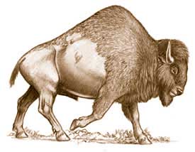Bison antiquus. Photo:La Brea Tar Pits and Museum