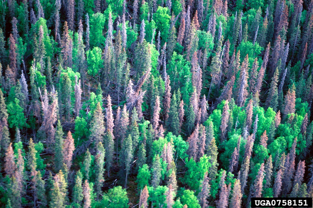 Photo: U.S. Forest Service.