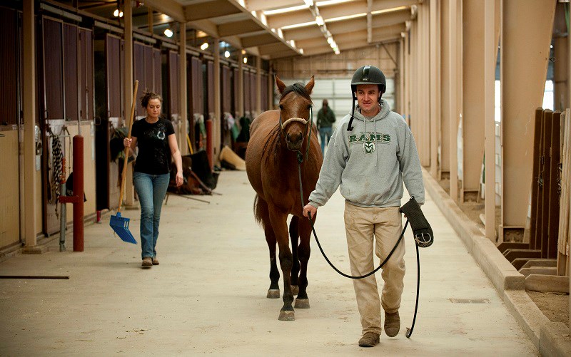 Equine Business Plan
