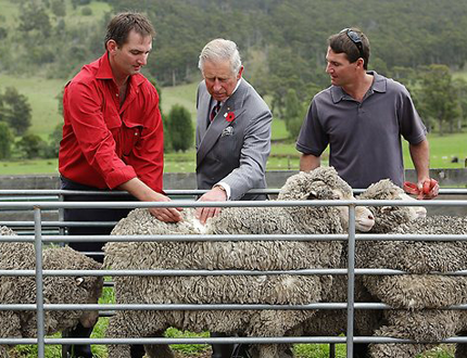 Wool Carpet, still the safest choice