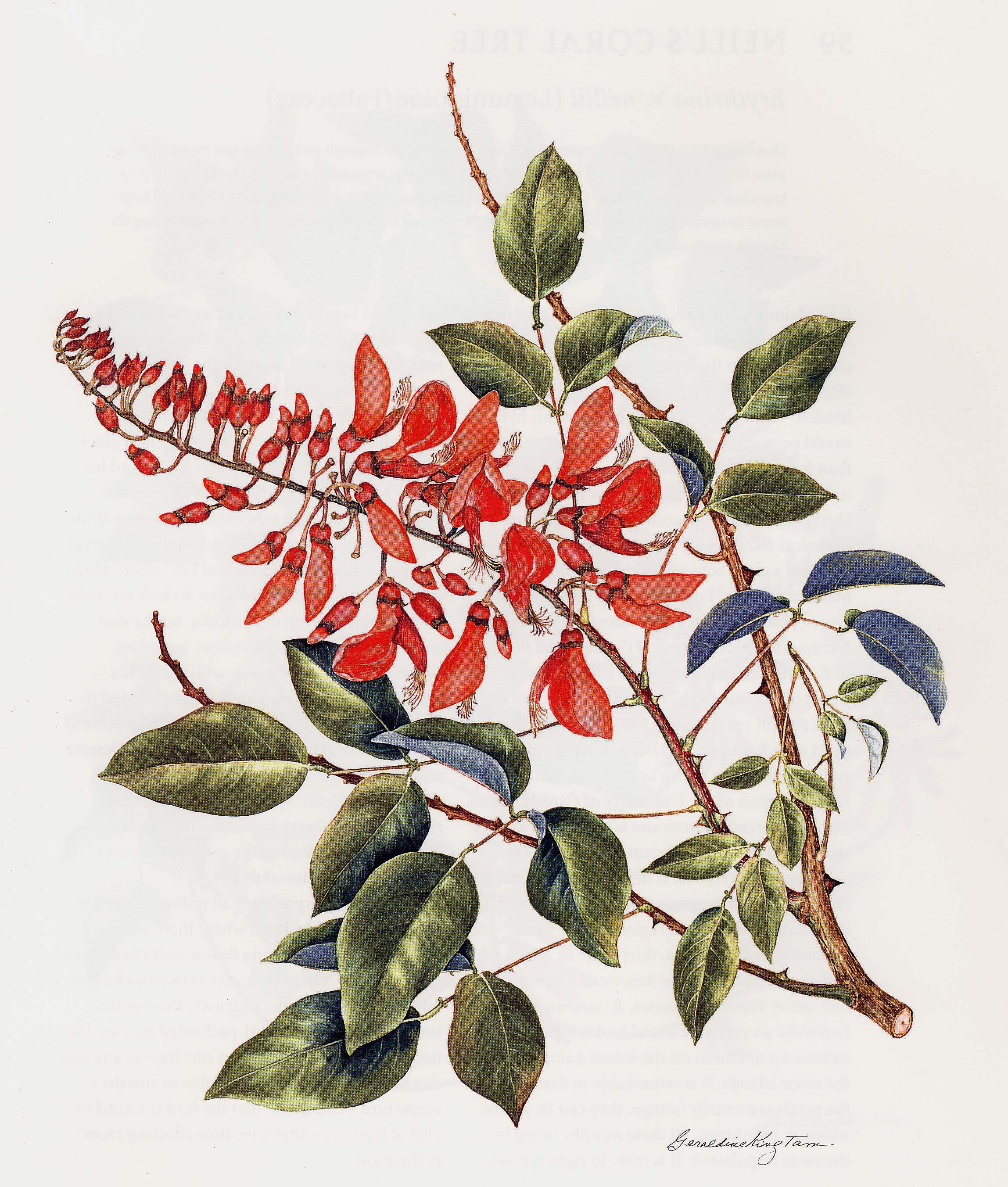 Erythrina X malottorum   - Erythrina malottorum branch with leaf and flower