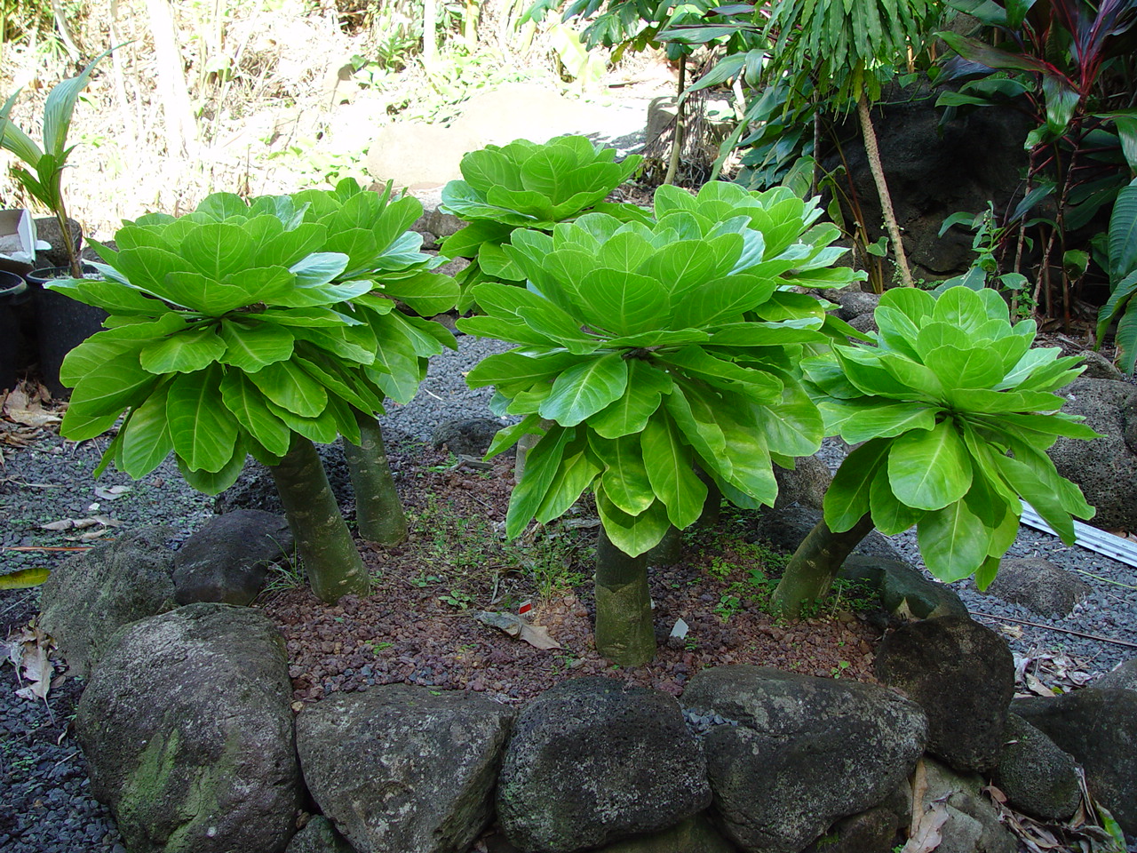 Brighamia insignis   - Group of Brighamia insignis