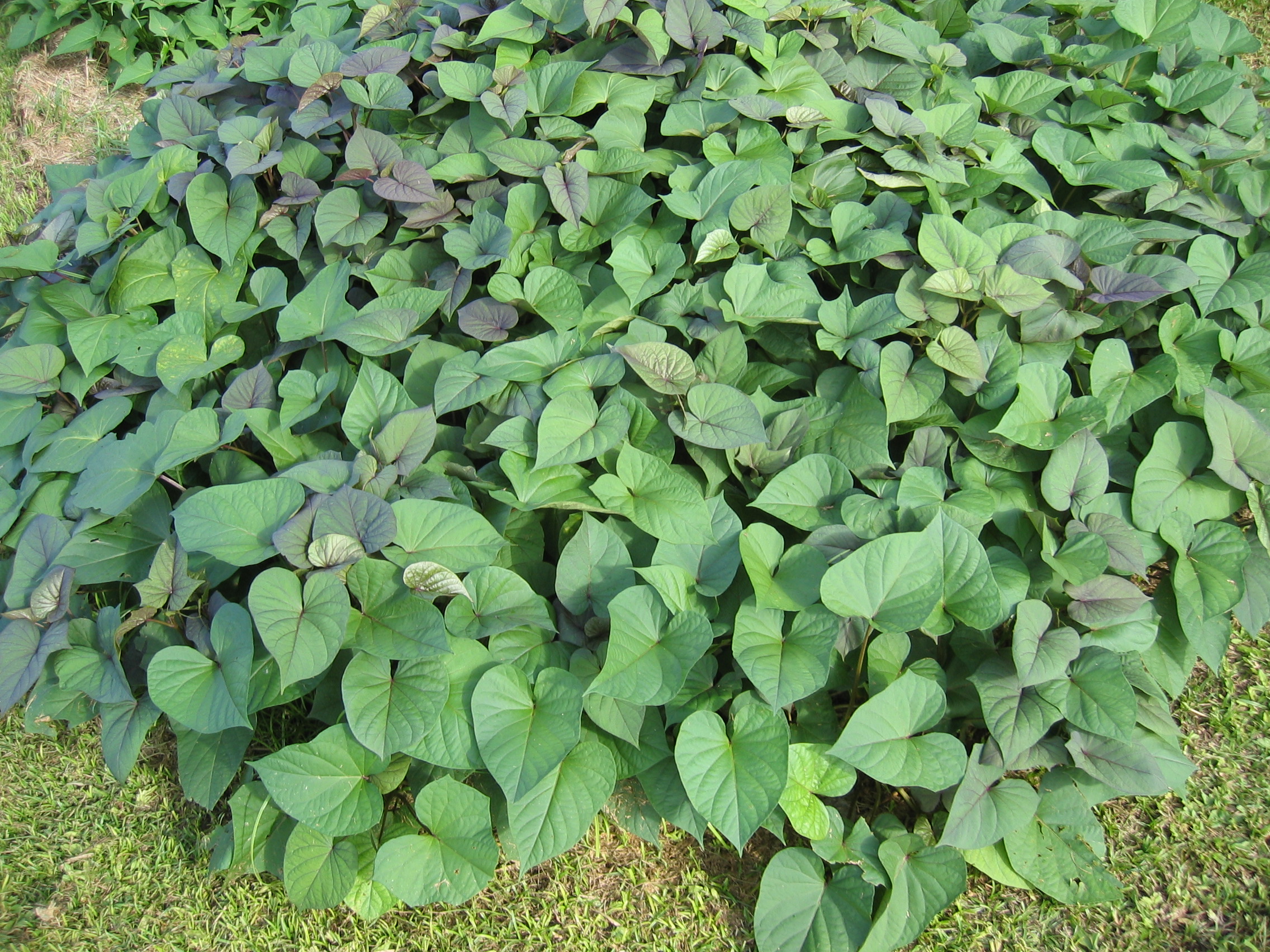 Ipomoea batatas   - 
