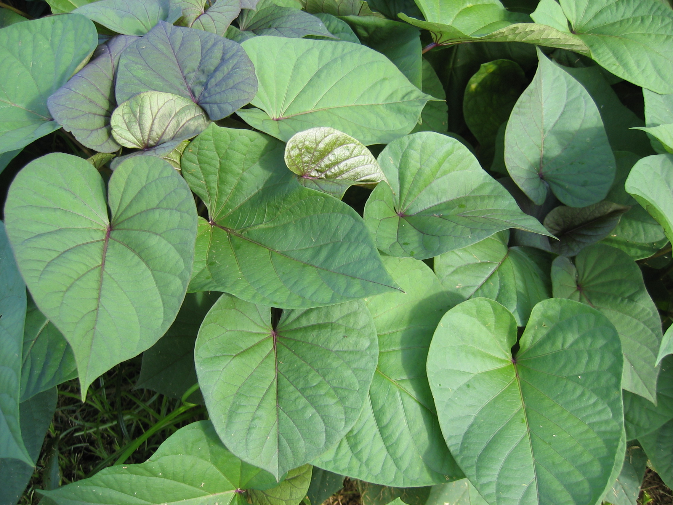 Ipomoea batatas   - 