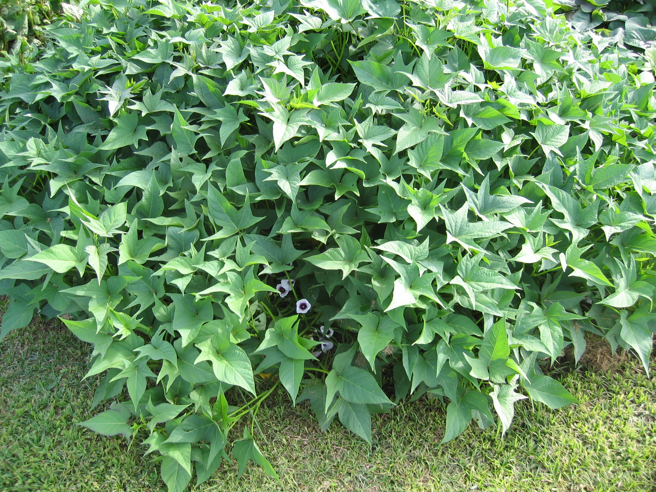 Ipomoea batatas   - 