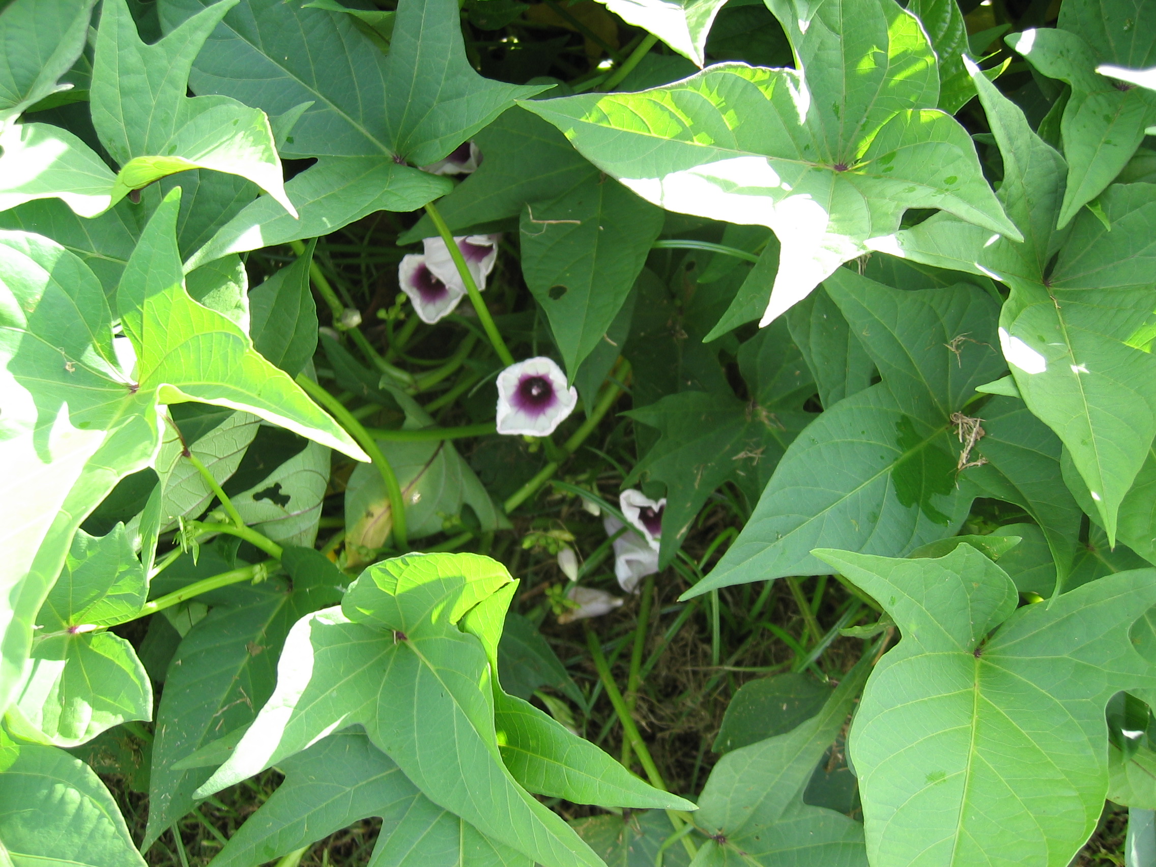 Ipomoea batatas   - 