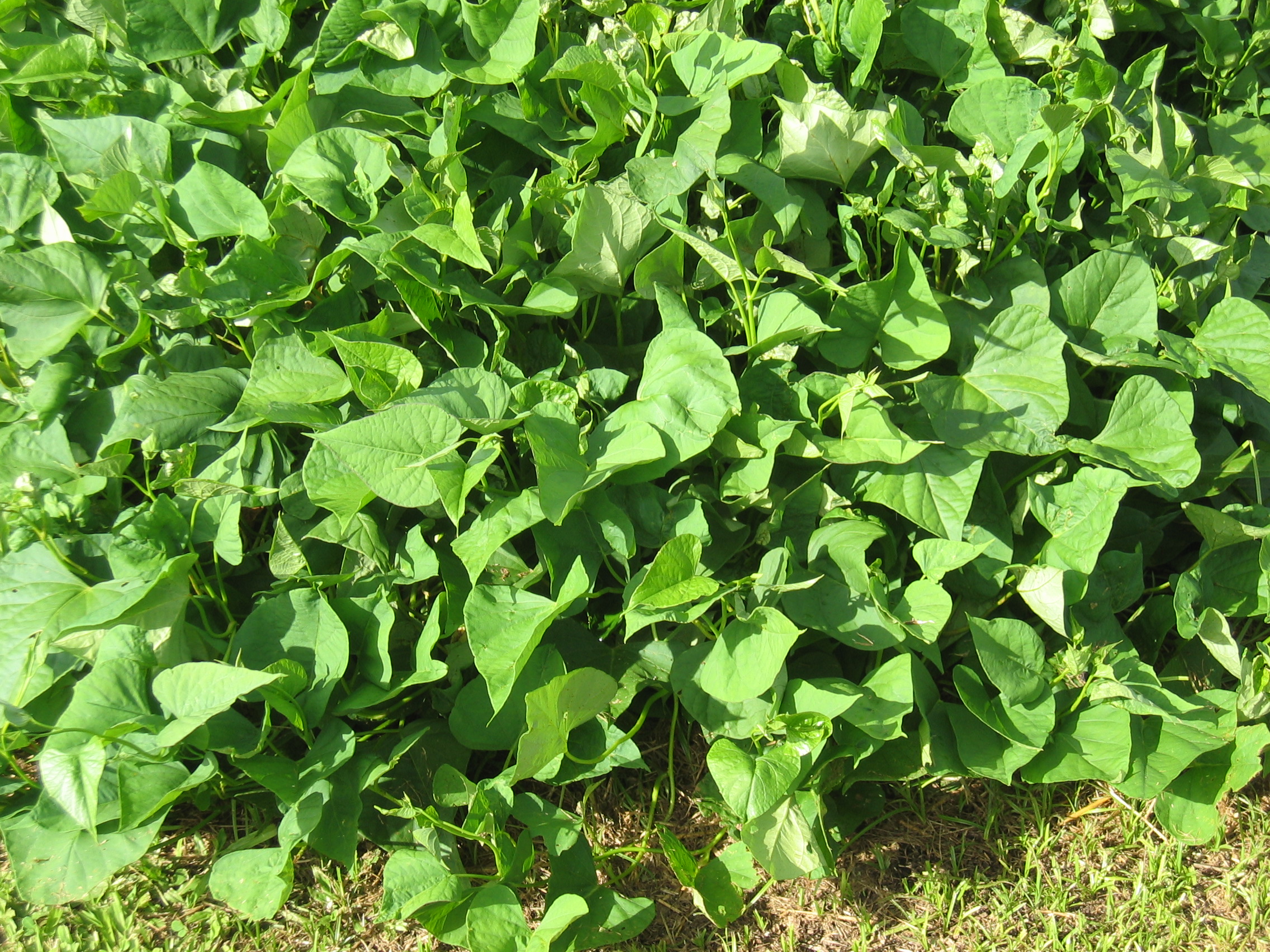 Ipomoea batatas   - 