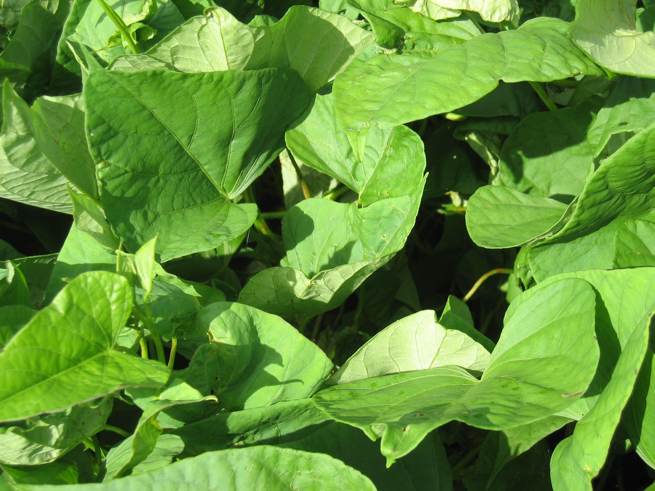 Ipomoea batatas   - 