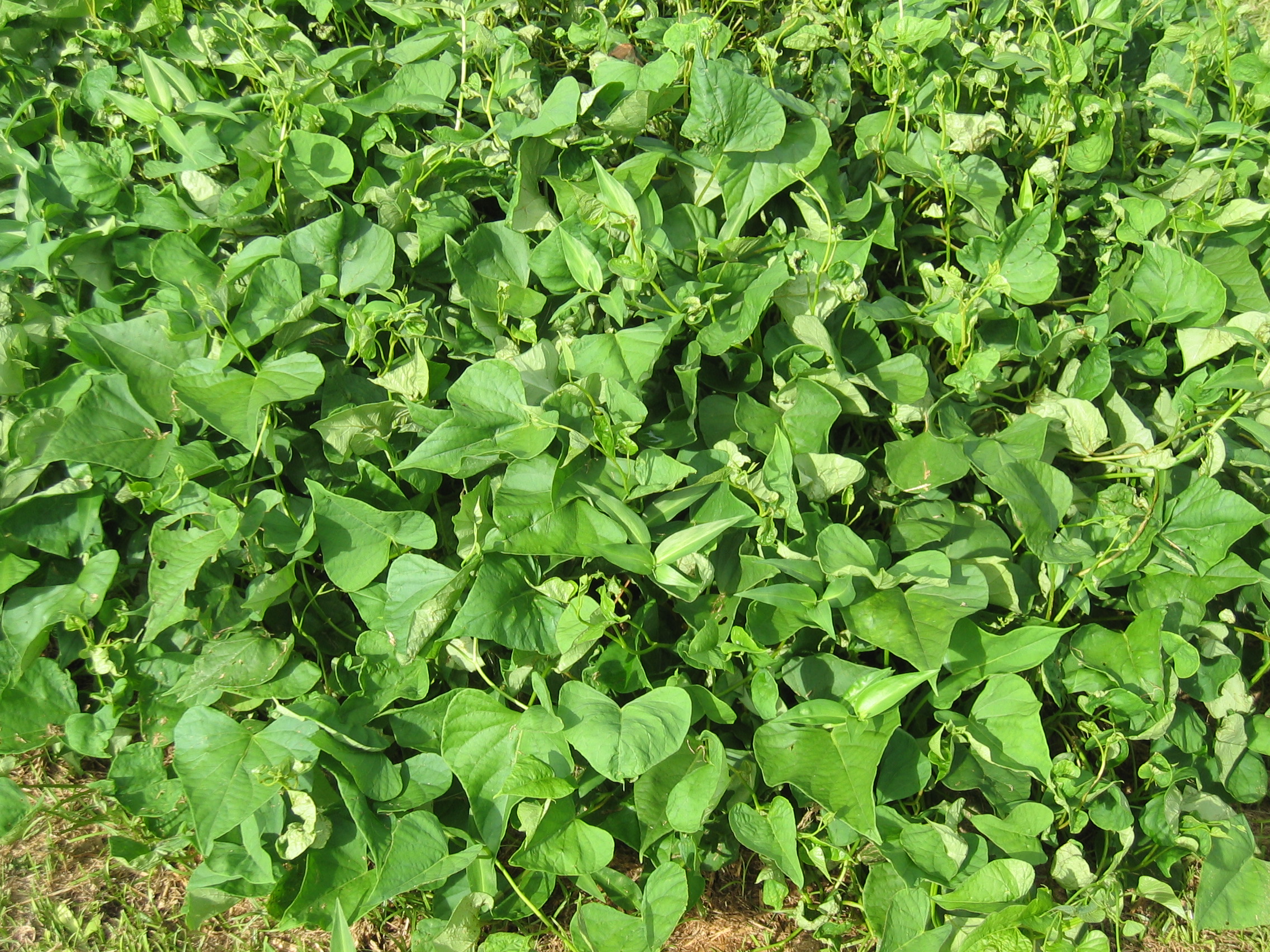 Ipomoea batatas   - 
