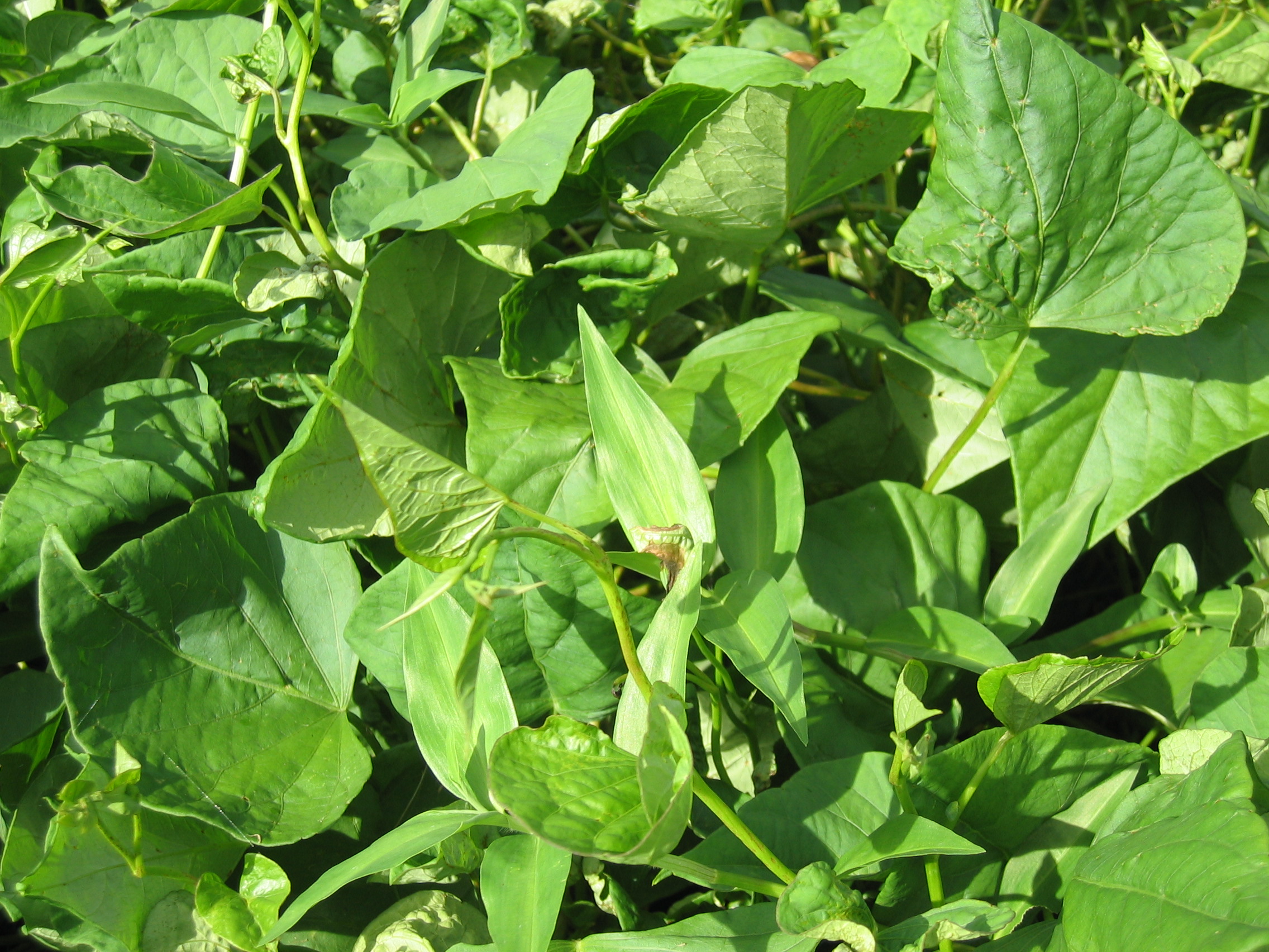Ipomoea batatas   - 