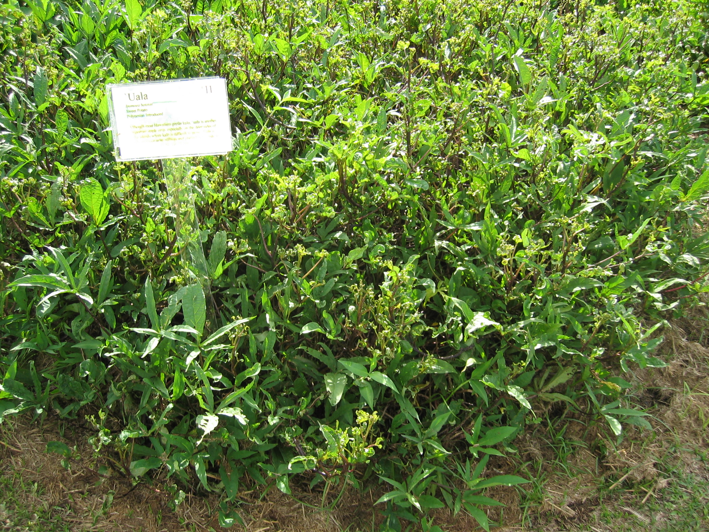 Ipomoea batatas   - 