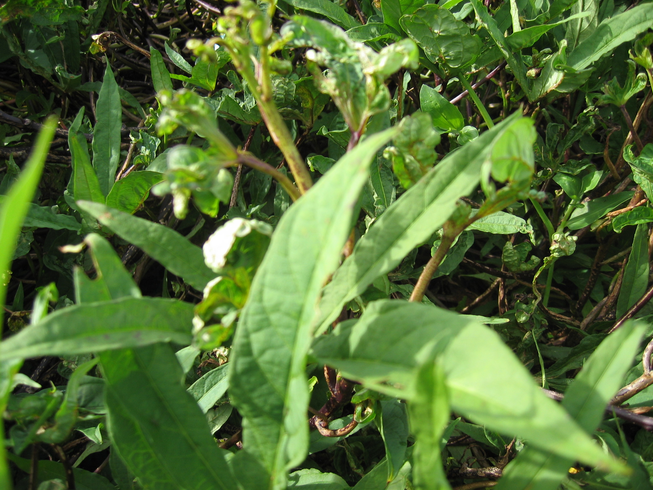 Ipomoea batatas   - 