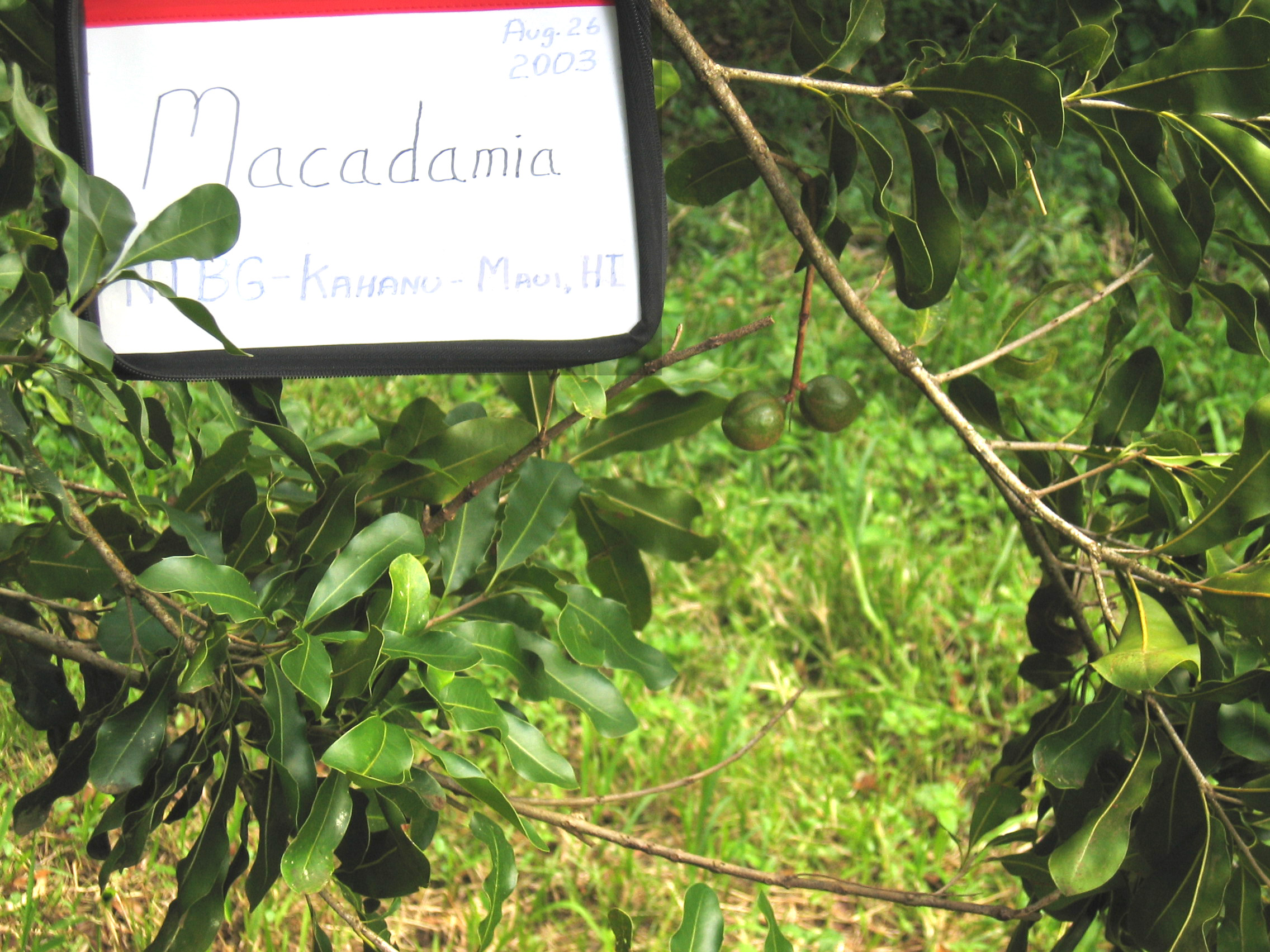Macadamia integrifolia   - 
