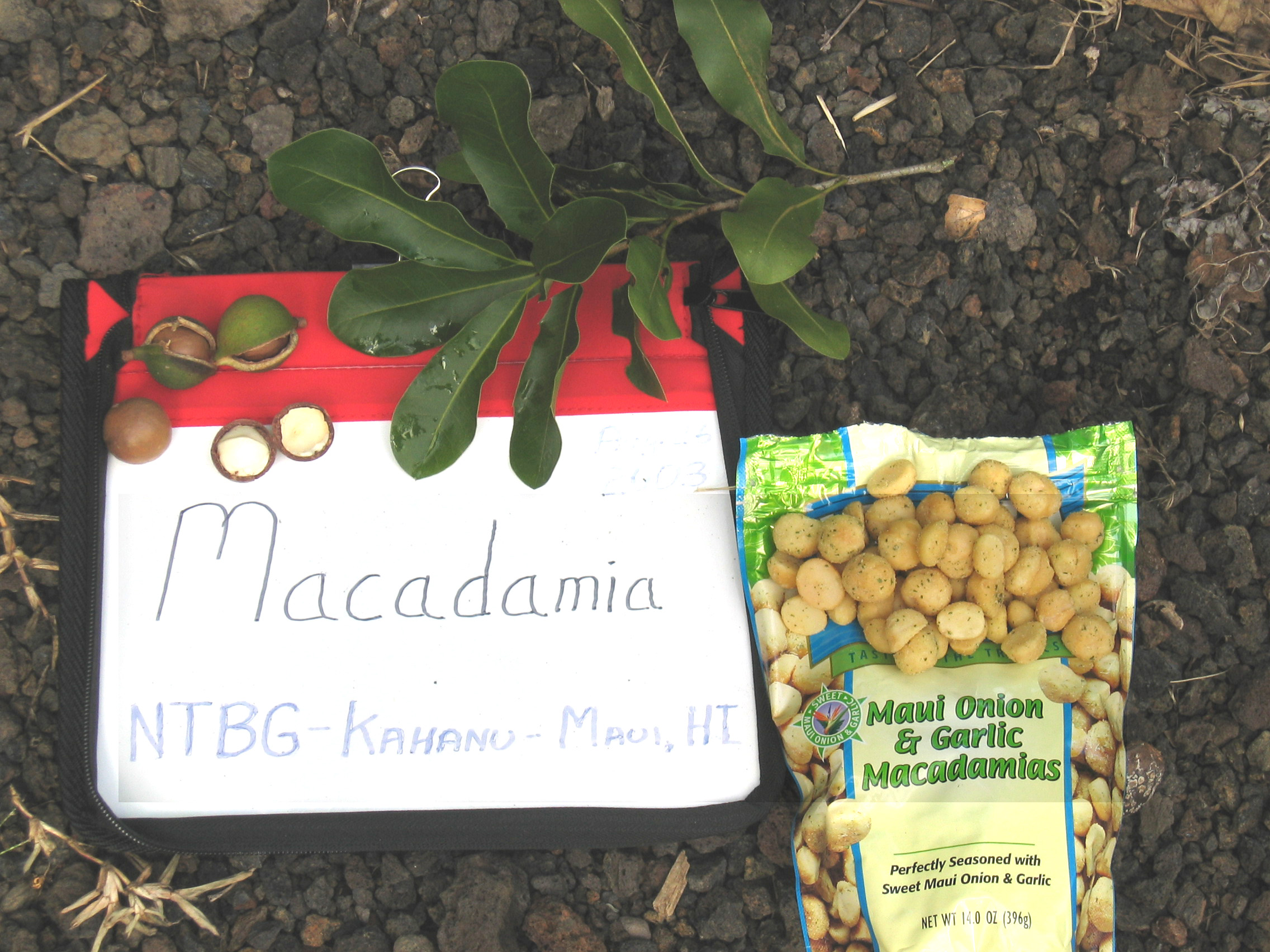 Macadamia integrifolia   - 