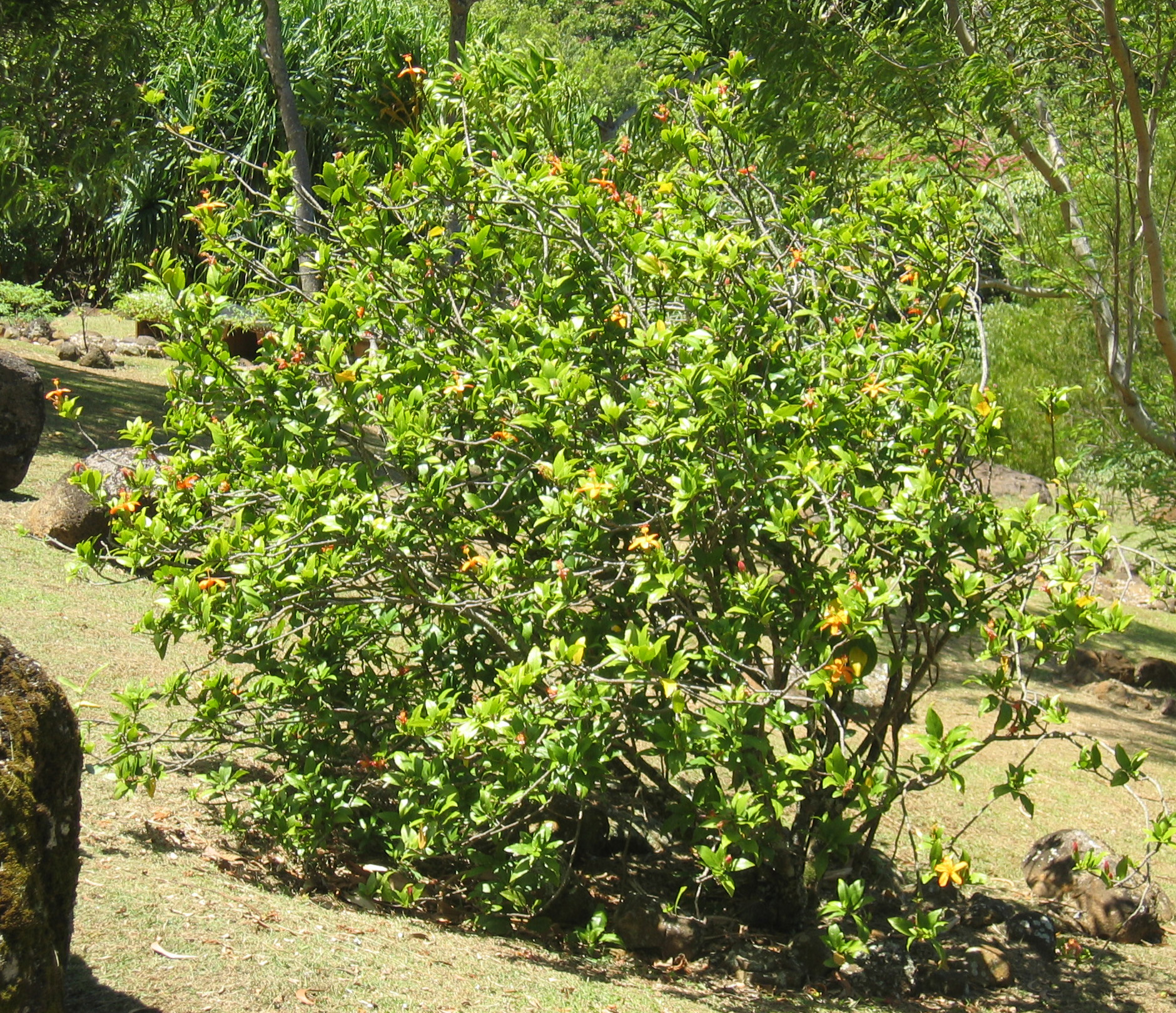 Hibiscus kokio subsp. saintjohnianus  - 
