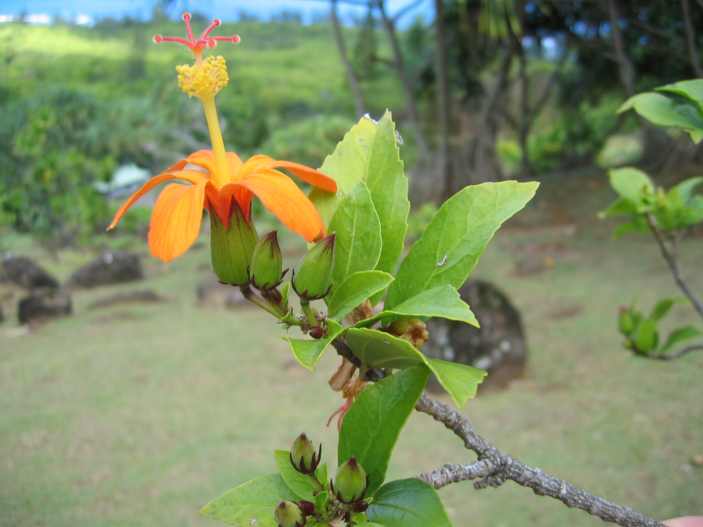 Hibiscus kokio subsp. saintjohnianus  - flower detail