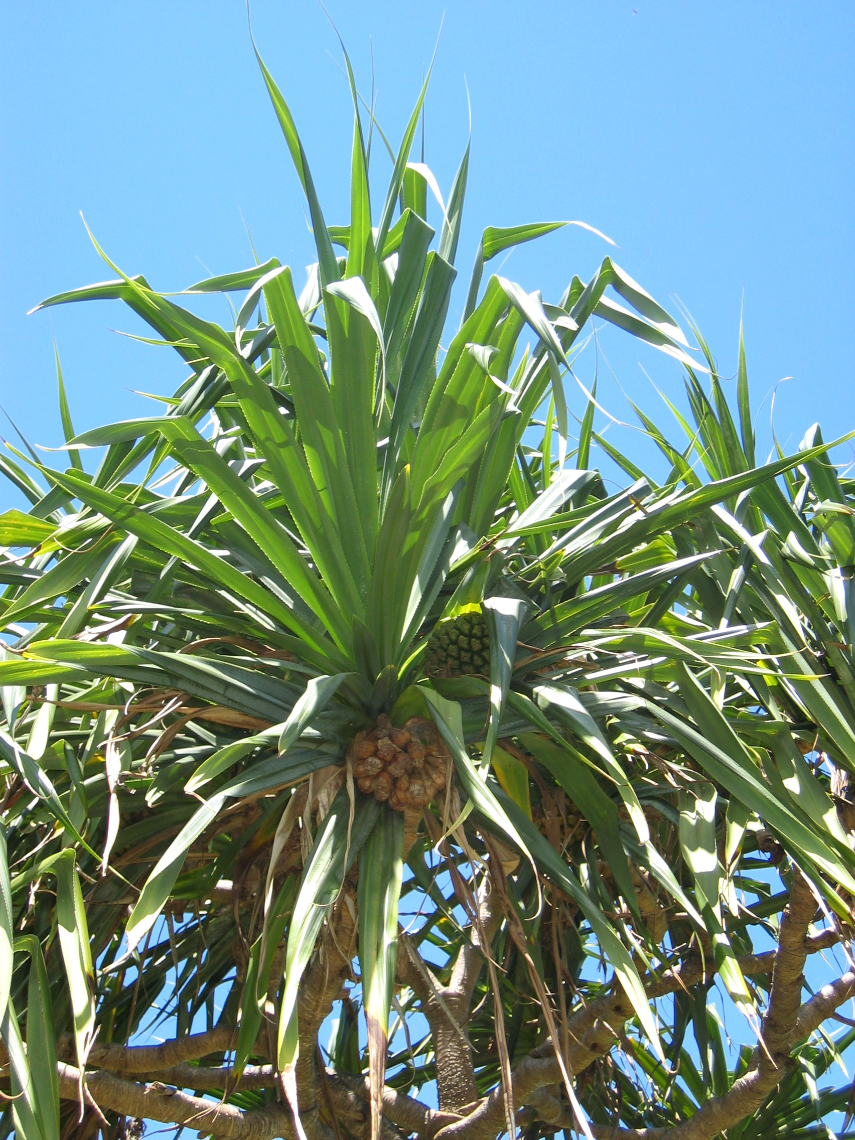 Pandanus tectorius   - tree detail with fruit