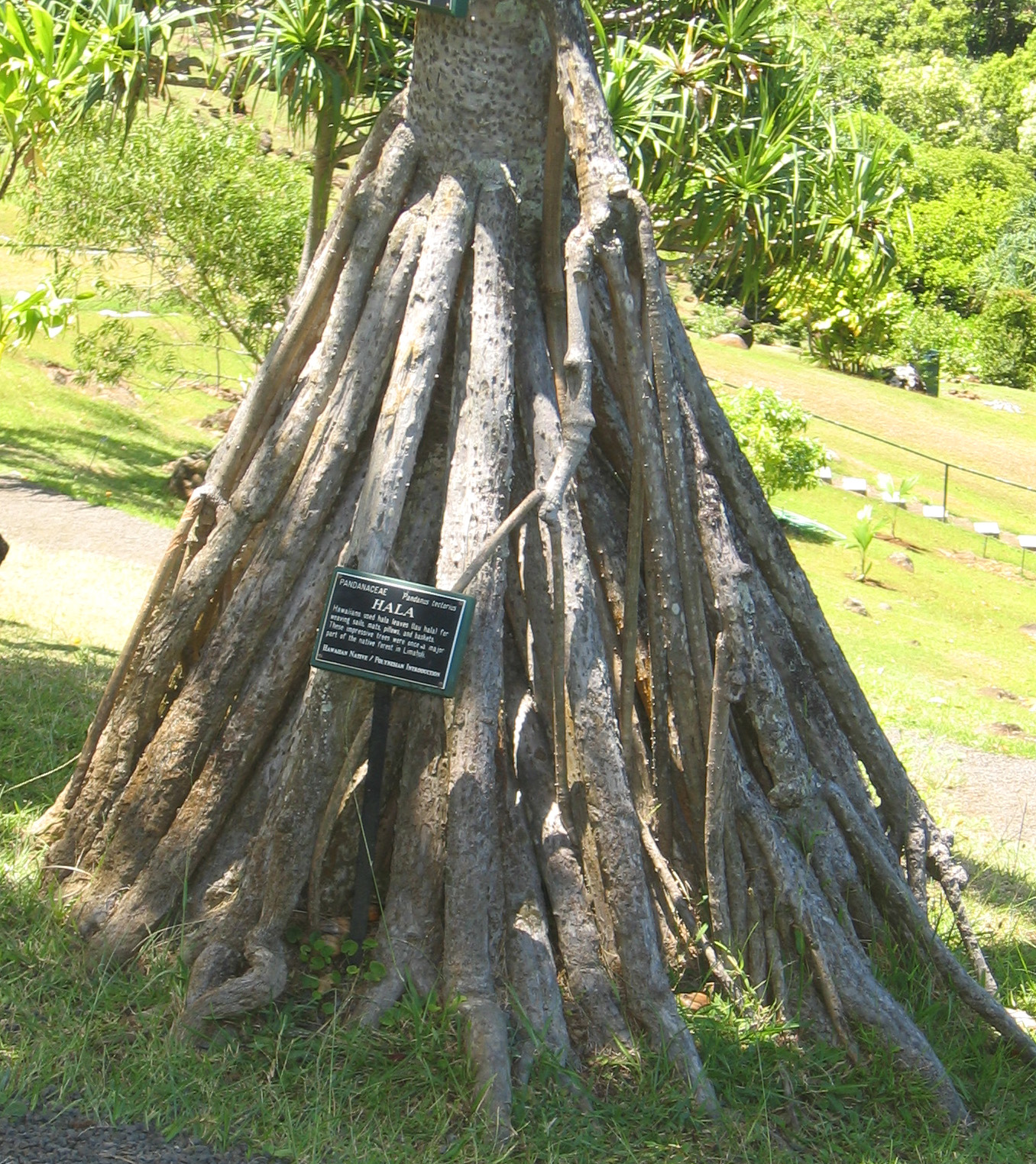 Pandanus tectorius   - aerial roots