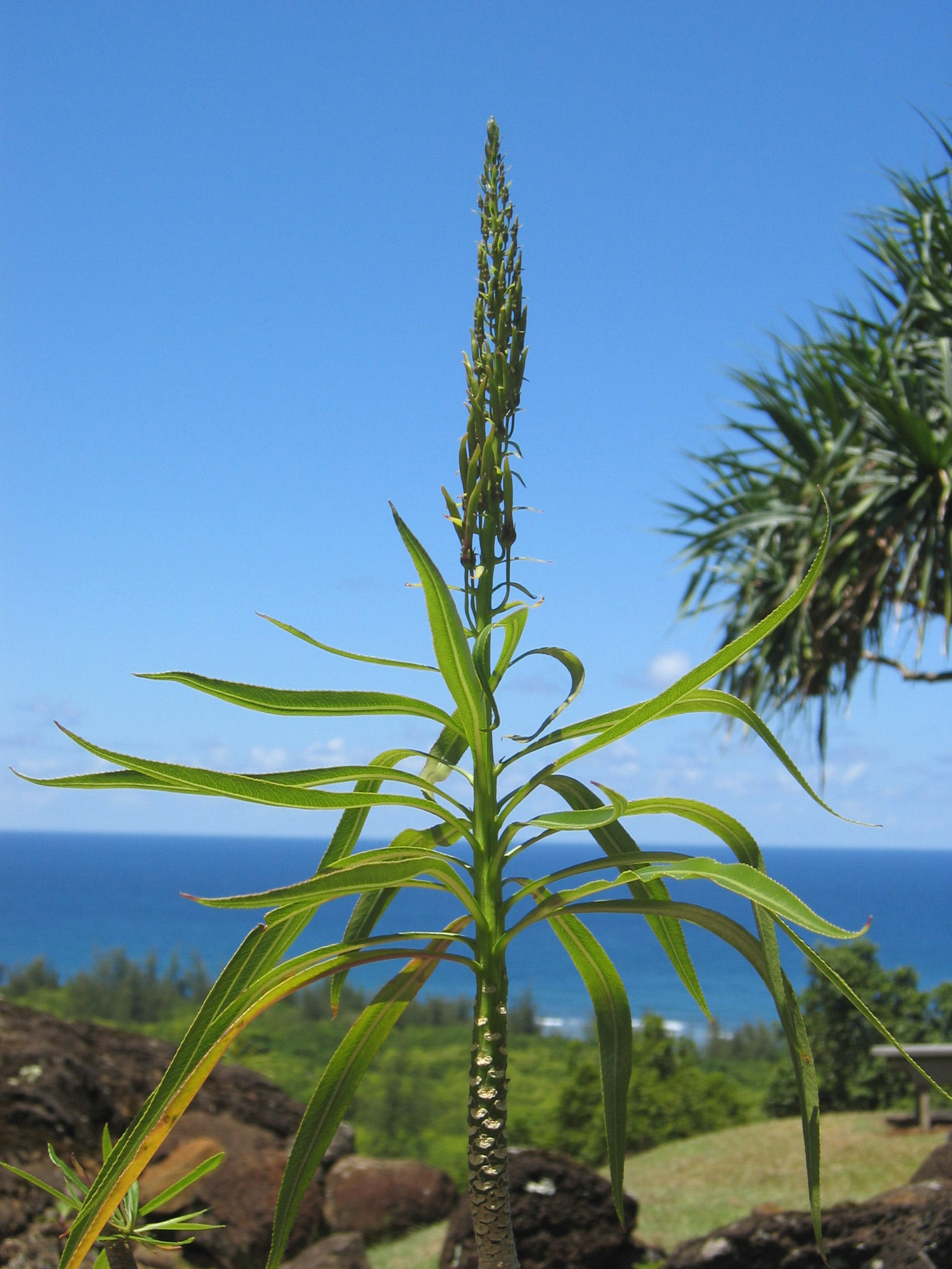 Lobelia niihauensis   - detail