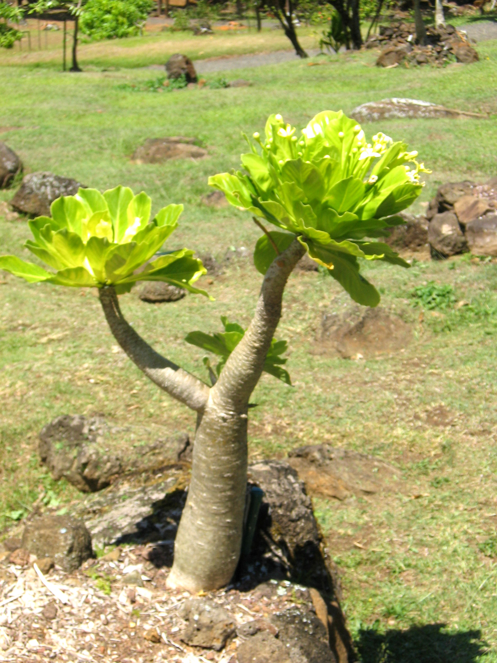 Brighamia insignis   - Habit, with atypical side branch