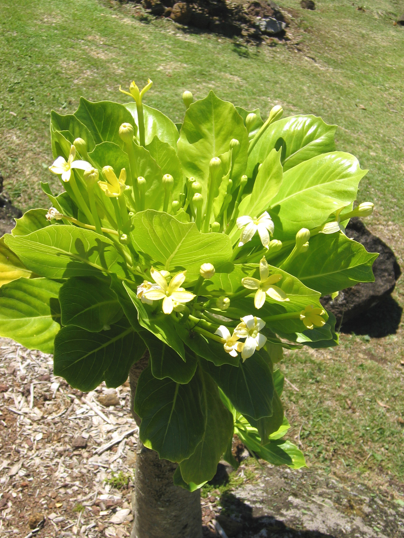 Brighamia insignis   - Leaves and flowers