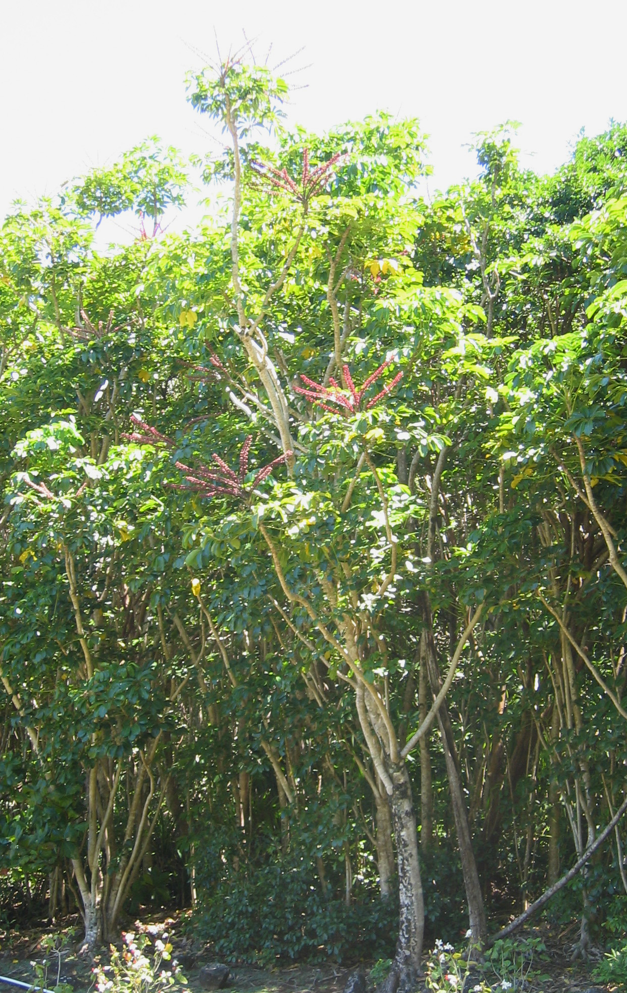 Schefflera actinophylla   - red flower spikes