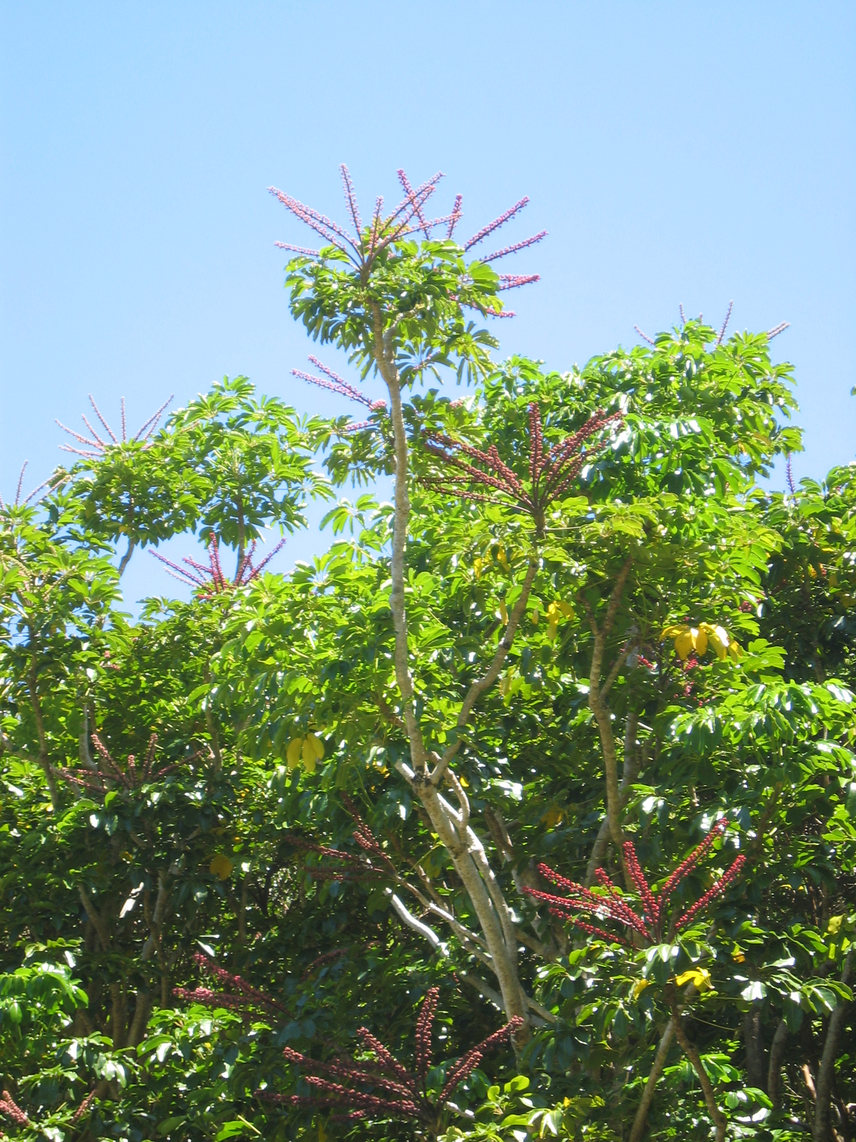 Schefflera actinophylla   - crown