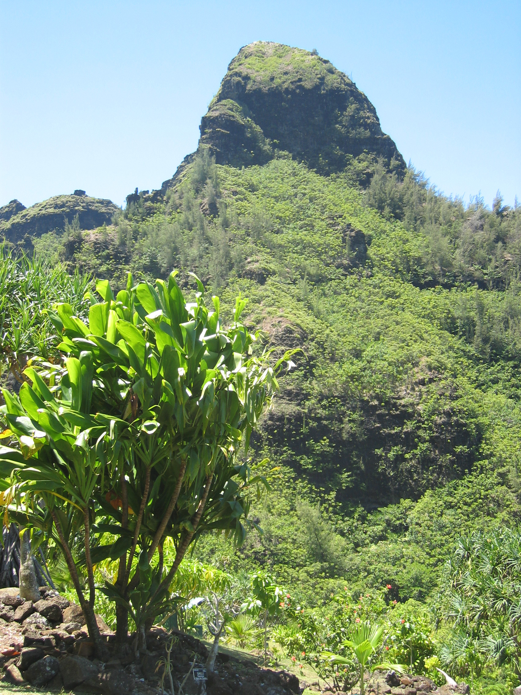 Cordyline fruiticosa   - Habit