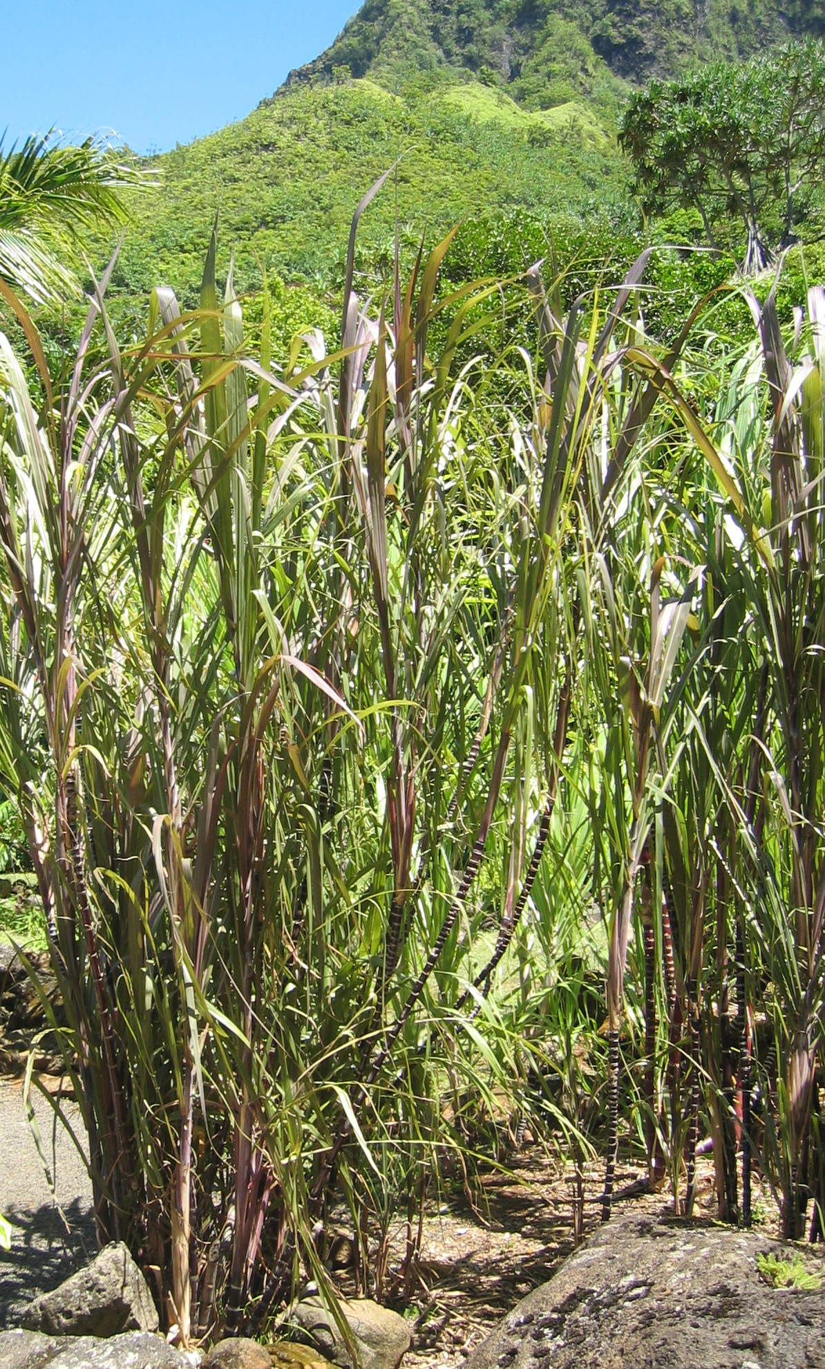 Saccharum officinarum   - 