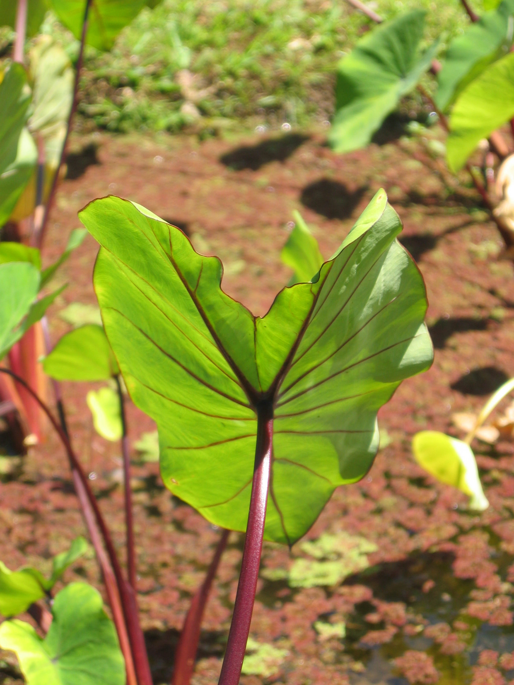Colocasia esculenta   - plant detail